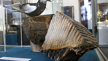 Ząb mamuta, elementy garderoby i mapa astronomiczna. Muzeum prezentuje nowe eksponaty